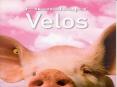 Group Housing for sows using RFID RFID