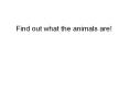 Find out what the animals are!