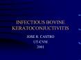 INFECTIOUS BOVINE KERATOCONJUCTIVITIS