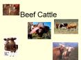 Beef Cattle