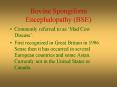 Bovine Spongiform Encephalopathy BSE