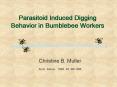 Parasitoid Induced Digging Behavior in Bumblebee Workers