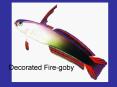 Decorated Firegoby
