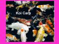 Koi Carp