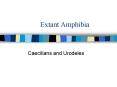 Extant Amphibia