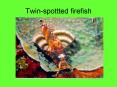 Twinspottted firefish