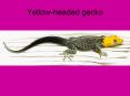Yellowheaded gecko