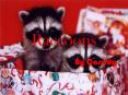 Raccoons