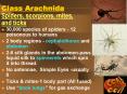 Class Arachnida Spiders, scorpions, mites, and ticks