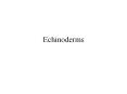 Echinoderms