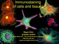 Immunostaining of cells and tissues