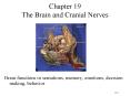 Chapter 19 The Brain and Cranial Nerves