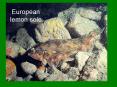 European lemon sole