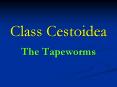 Class Cestoidea