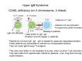 Hyper IgM Syndrome