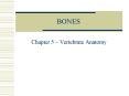 BONES