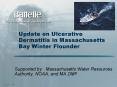 Update on Ulcerative Dermatitis in Massachusetts Bay Winter Flounder