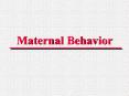 Maternal Behavior