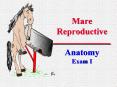 Mare Reproductive Anatomy Exam I