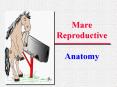 Mare Reproductive Anatomy