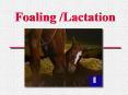 Foaling Lactation
