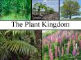 The Plant Kingdom