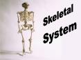 Skeletal