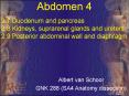2'7 Duodenum and pancreas 2'8 Kidneys, suprarenal glands and ureters 2'9 Posterior abdominal wall an