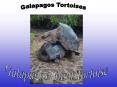 Galapagos Tortoises