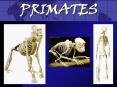 PRIMATES