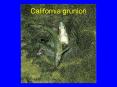 California grunion