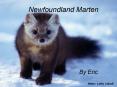 Newfoundland Marten