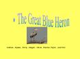 The Great Blue Heron