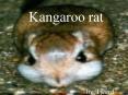 Kangaroo rat