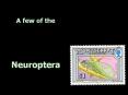 Neuroptera:
