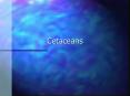 Cetaceans