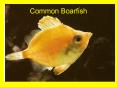 Common Boarfish