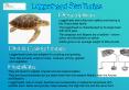 Loggerhead Sea Turtles