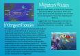 Migration habits differ not only among species but also among different populations of the same spec