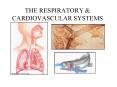 THE RESPIRATORY