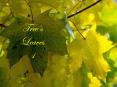 Trees Leaves 1