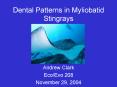 Dental Patterns in Myliobatid Stingrays