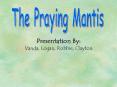 The Praying Mantis
