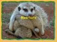 Meerkats