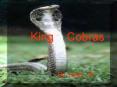 King Cobras