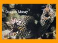 Dragon Moray