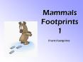Mammals Footprints 1