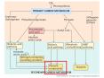 Whats a phenolic compound