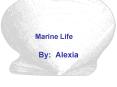 Marine Life