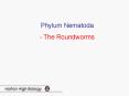 Phylum Nematoda